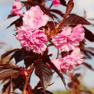 Саджанець Сакура Роял Бургунді в контейнері